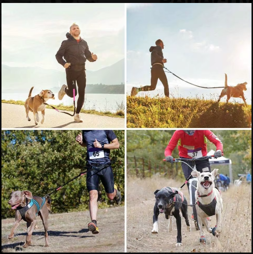 Belt Leash – Handsless Dog Walking Belt